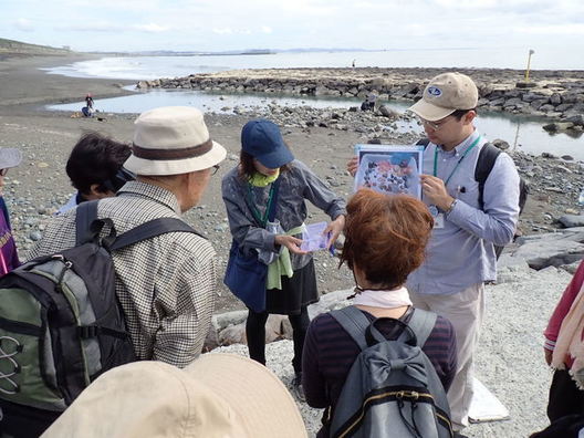 海岸貝類