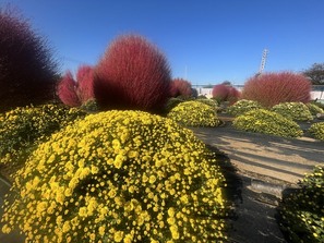 黄色のざる菊