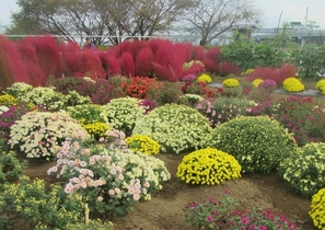 小出川のざる菊