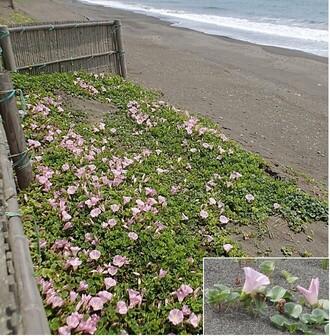 海岸ハマヒルガオ群落