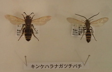 キンケハラナガツチバチ