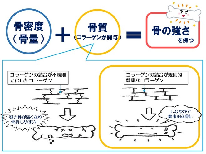 骨の強さは、骨量と骨質