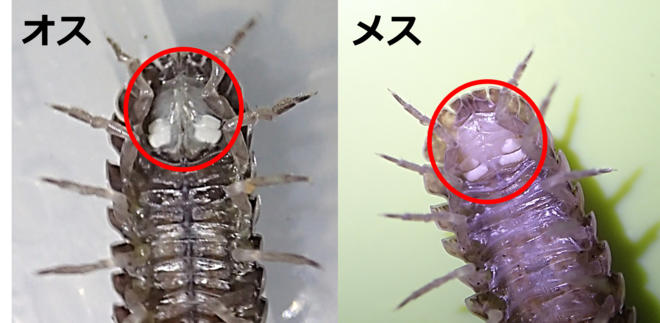 オカダンゴムシ　オスメス（腹面）