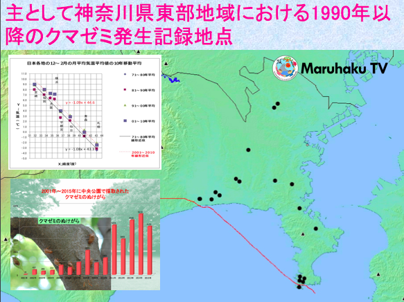 クマゼミはなぜ増えているのでしょうか？画像