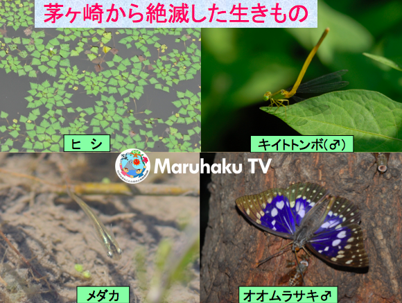 茅ヶ崎から絶滅した生き物画像