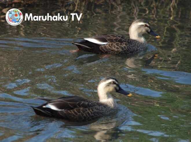 茅ヶ崎で唯一の留鳥は何でしょう？画像