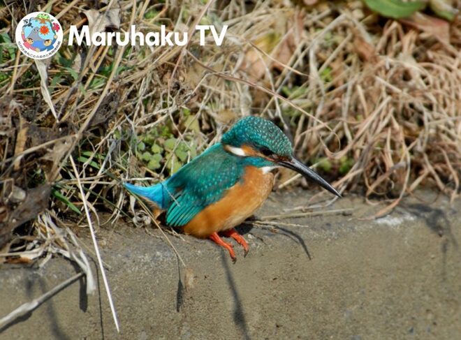 清流の鳥“カワセミ”画像