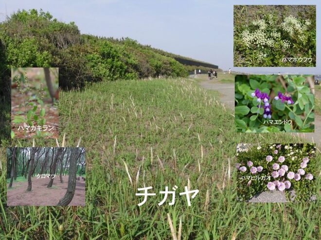 海岸に生きる植物画像