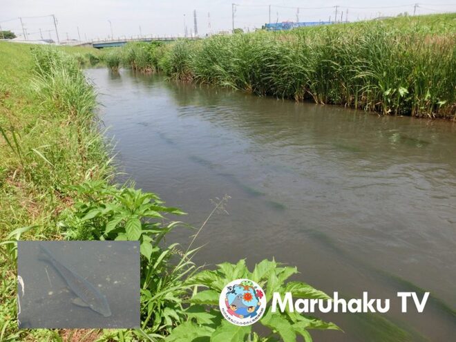 小出川にもともといなかった魚は？画像