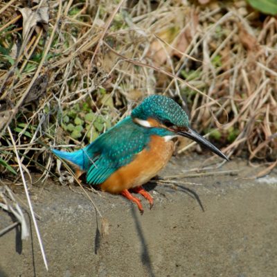 どのシーズンよくカワセミが見られるのかな？