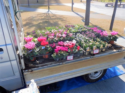 2:石坂園の色とりどりのお花