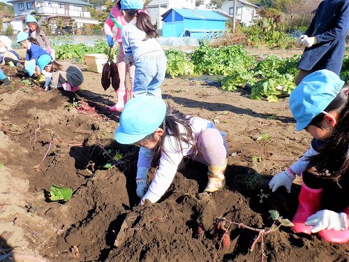 3:折れないように丁寧に掘り進めています