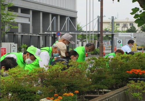 3:800株のマリーゴールド、日日草を植えました