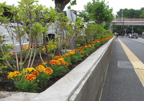 5:華やかな気持ちにさせてくれるマリーゴールドの道