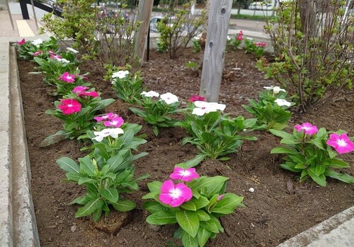 6:白とピンクの日日草で花壇を彩ります