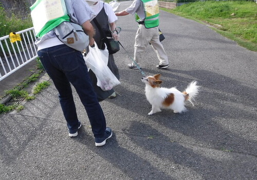 4:犬の散歩している方お会いしました