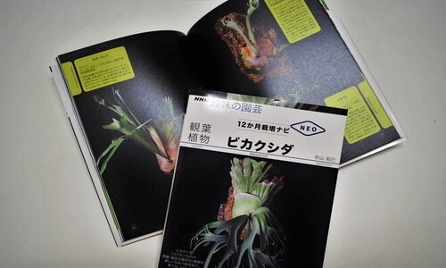 1:寄贈を受けた書籍「12か月栽培ナビNEO　観葉植物　ビカクシダ」