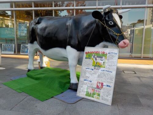1:「写真」市役所前に牛が登場です！