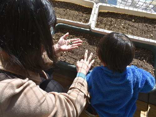 1:「写真」親子で種を植える様子