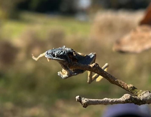 8:「写真」モズの「はやにえ」（カエル）発見！