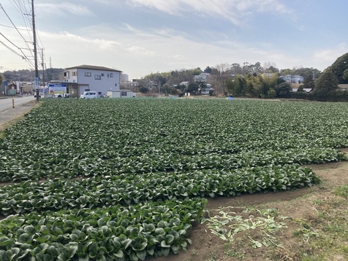 1:収穫体験の小松菜畑です。広いですね～