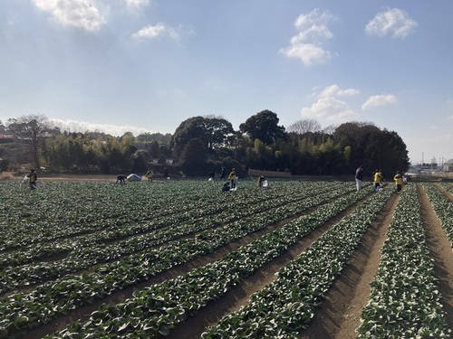 2:賑やかに収穫作業ができました