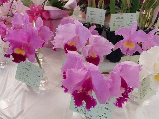 昨年度の展示の様子の写真