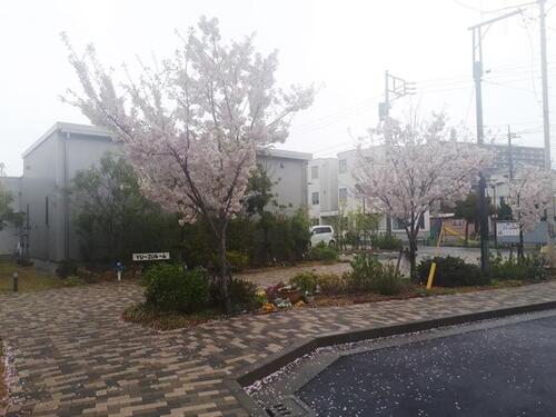 2:敷地内の桜も満開です