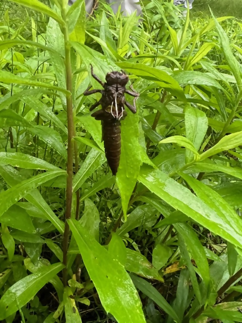 7:オニヤンマの抜け殻をはっけん