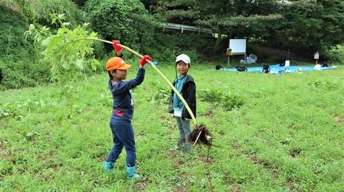 6:抜き取ったオオブタクサ(外来種)