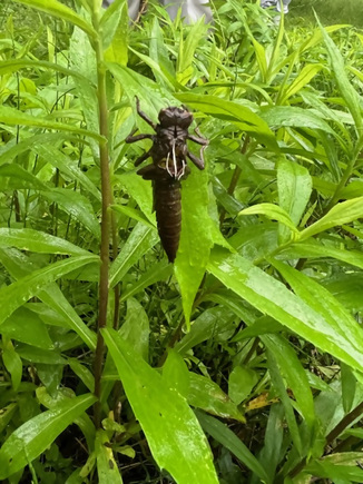 オニヤンマの抜け殻