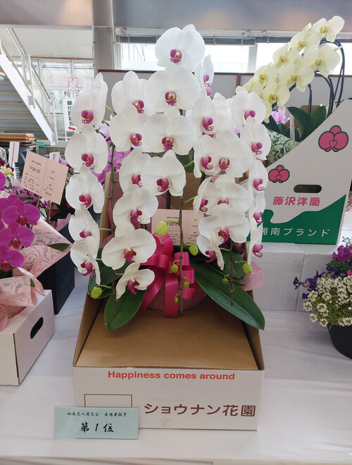 4:「贈りたい、贈られたいお花は？」がテーマの来場者投票で1位だった藤沢市ショウナン花園の胡蝶蘭