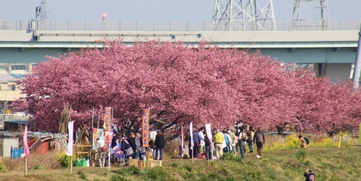 小出川桜まつり2