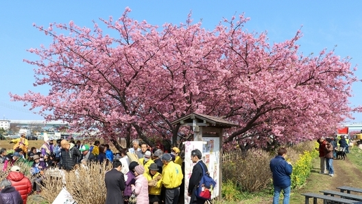 小出川桜まつり4