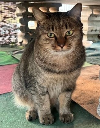 令和7年11月10に目撃された猫（雑種）