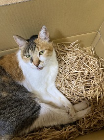 1月6日に届出のあった猫の写真