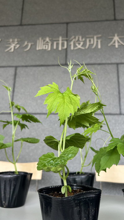 2:ゴーヤの苗