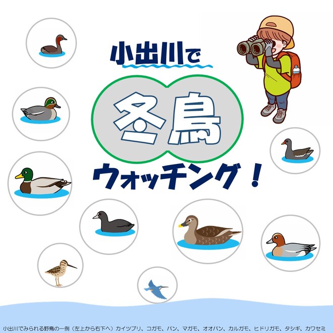 冬鳥
