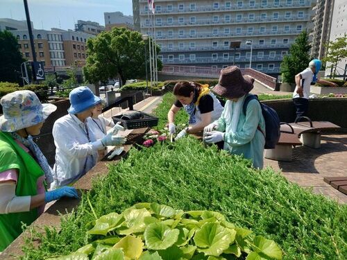 4:（画像）合計800株の日日草とペンタスを次々に植えていきます