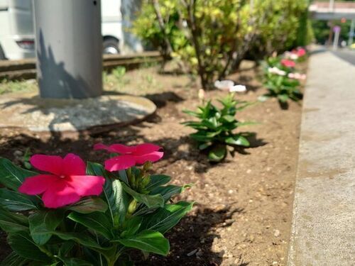 5:（画像）市民文化会館の花壇が華やかに彩られました