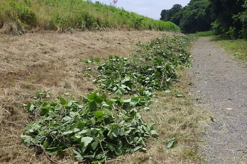 3:（画像）多くの草を刈ることができました！