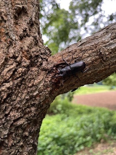 3:（画像）クワガタが蜜を吸っています