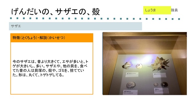 サザエ1