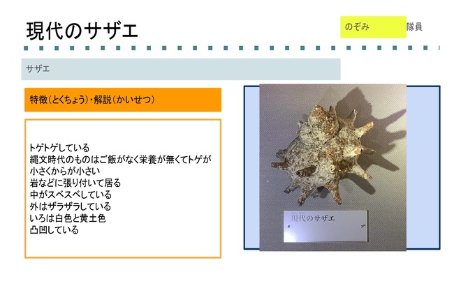 サザエ4