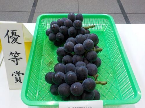 5:優等賞の三堀園のぶどう「藤稔」