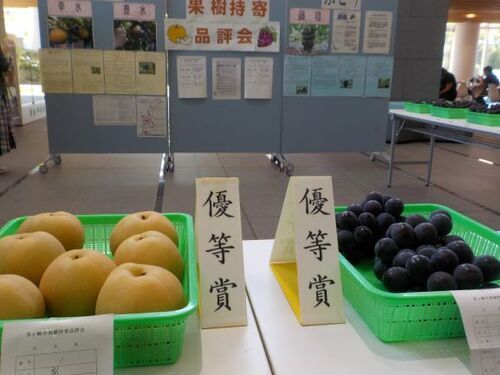 1:（画像）果樹の持寄品評会が行われました