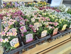 季節の花の販売