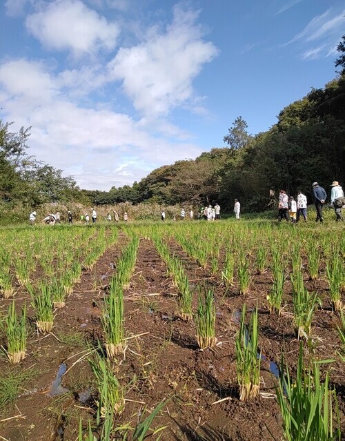 1:(画像)田んぼのあぜを歩いて観察しています