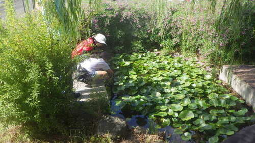 3:（画像）観察の様子2