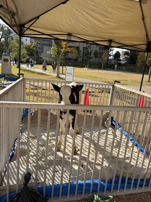 2:（画像）子牛の展示